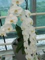 x_Szlovenia-orchideafarm (31)